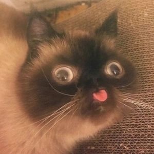 Meet your Posher, Elsa maria